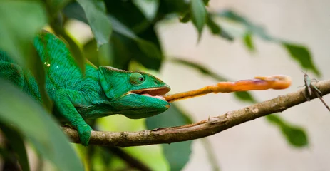 Acrylic prints Chameleon Chameleon at hunt insect. Long tongue chameleon. Madagascar. An excellent illustration. Close-up.