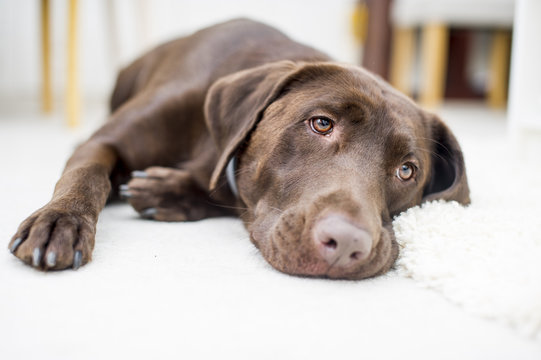 Cute Chocolate brown labrador portrait