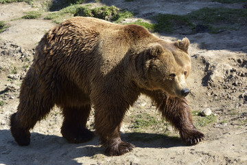 Obraz na płótnie Canvas Brown bear