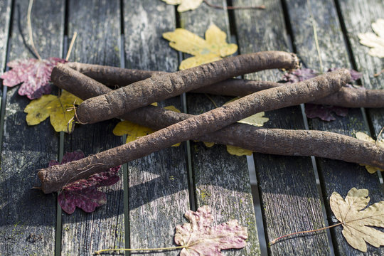 Scorzonera or black salsify. Composition on garden wooden table with autumn leaves.