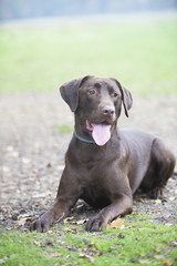 Cute Chocolate brown labrador portrait
