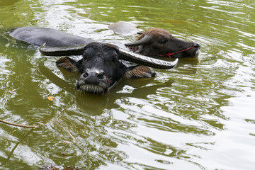 black buffalo in the pond