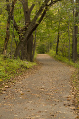 Fall Trail Scenic