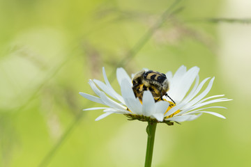 Bee beetles, Trichius fasciatus mating on oxeye daisy