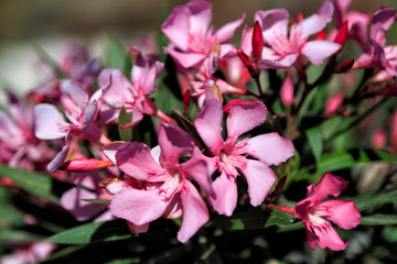 Nerium oleander bush and flowers in Greece