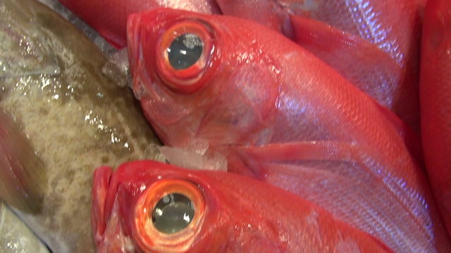 Assortment various fresh fish in market. Seafood background in motion

