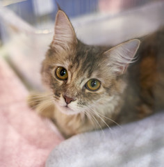 detal of main coon cat during a exibhit