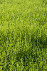 Green grass surface background