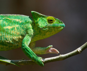 Chameleon sitting on a branch. Madagascar. An excellent illustration. Close-up.