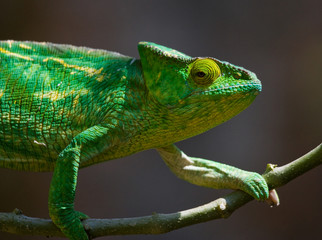 Chameleon sitting on a branch. Madagascar. An excellent illustration. Close-up.