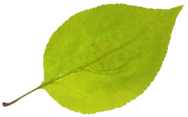 leaf