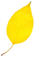 leaf