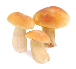 mushrooms