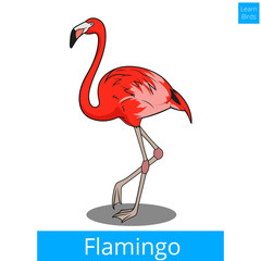 Flamingo learn birds educational game vector