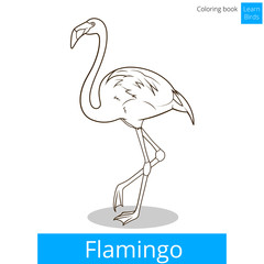 Flamingo learn birds coloring book vector
