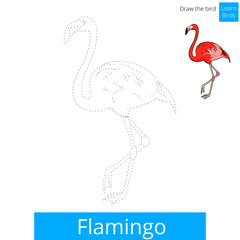 Flamingo bird learn to draw vector