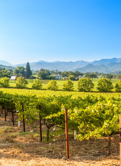 Napa Valley in the summer