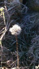 Frost Blume 01