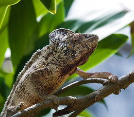 Chameleon sitting on a branch. Madagascar. An excellent illustration. Close-up.