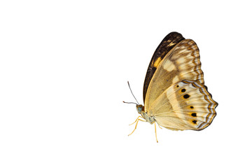 Naklejka premium Isolated little banded yeoman butterfly on white