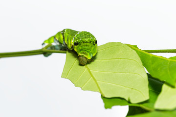 Obraz premium Caterpillar of Common mormon butterfly on leaf