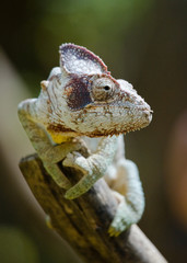 Chameleon sitting on a branch. Madagascar. An excellent illustration. Close-up.