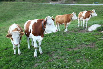 Fototapeta na wymiar Cows eating grass at fields