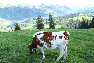Fototapeta na wymiar Cows eating grass at fields