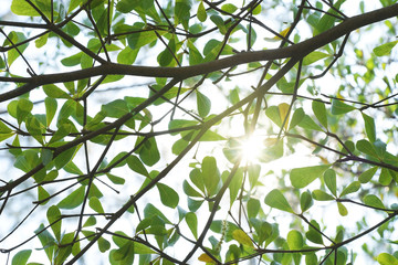 green leaf in font of sun light