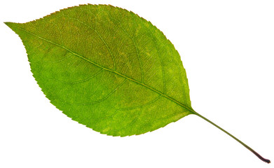 leaf
