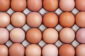 Chicken brown eggs in a tray, the top view.