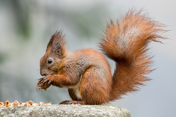 Naklejka na ściany i meble Squirrel eating nuts in a local park.