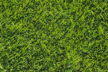 Green Hedge (cypress) 