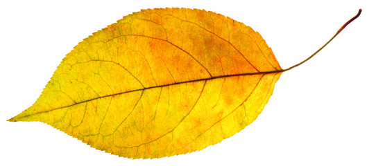leaf