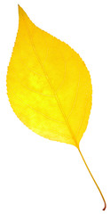 leaf