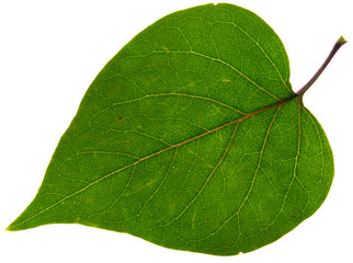 leaf