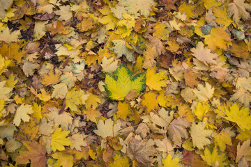 yellow autumn leaves background