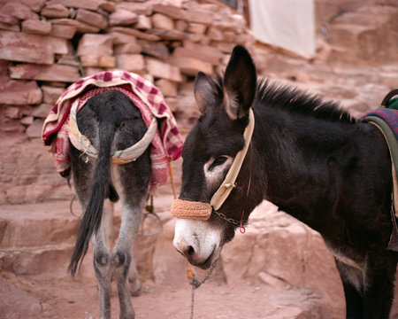 Donkeys in Petra, Jordan