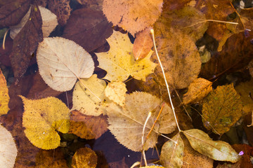 Bunte Blätter im Wasser