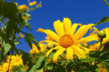 blooming Mexican sunflower