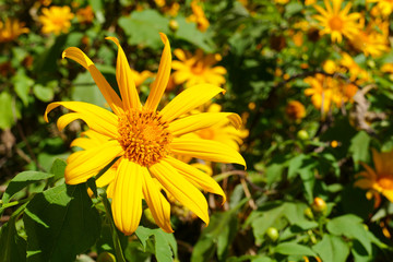 blooming Mexican sunflower