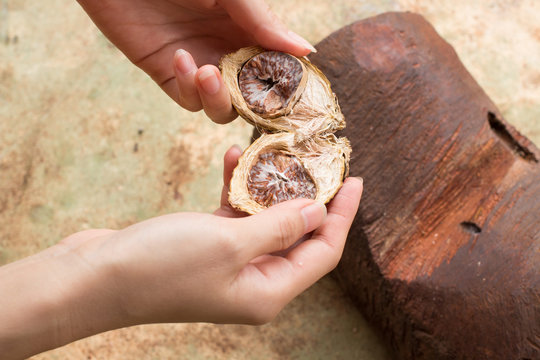 The cut Betel nut or Areca catechu was dry by the sunshine for e