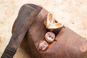 The cut Betel nut or Areca catechu was dry by the sunshine for e