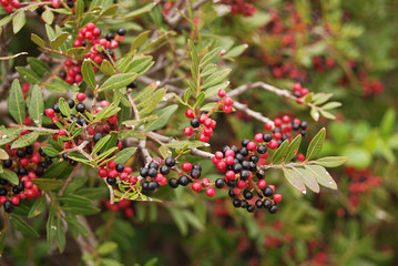 cespuglio di lentisco (Pistacia lentiscus) con bacche