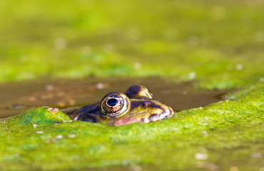Close up of a frog in a ditch in the Netherlands