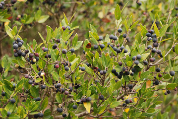 cespuglio di fillirea (Phillyrea latifolia) con bacche