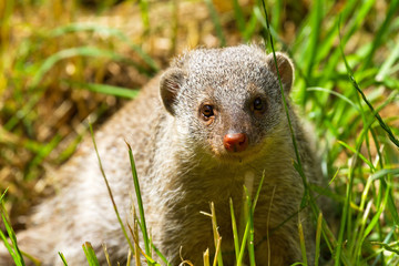 Dwarf mongoose on a sunny day in the park