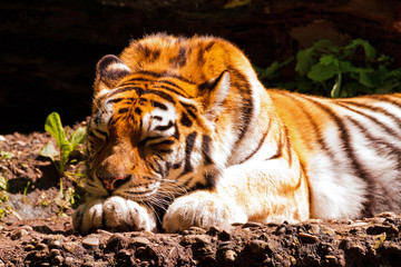 Amur tiger seen from the front