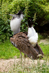 Kori Bustard (Ardeotis kori) male bird standing proud
