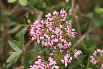 ramo fiorito di Erica multiflora